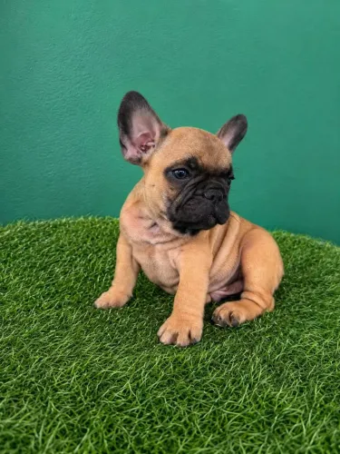 Bulldog francês