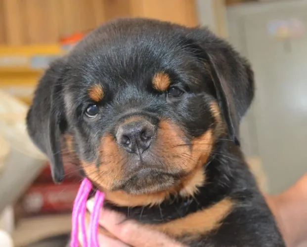 Rottweiler: Filhotinhos fortes e cheios de saúde 