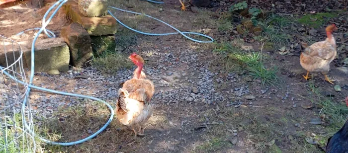 Galinha polaca
