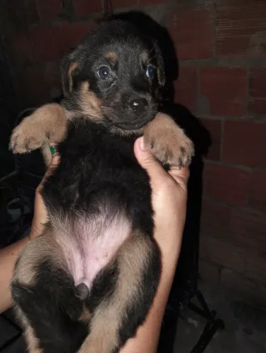 vender raça de rottweiler