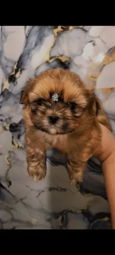 Shihtzu micro macho linhagem Chocolate