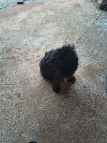 Cachorro