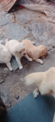 Cachorro poodle pra vender