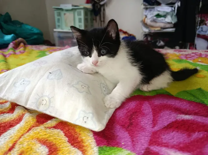 Gatinhos Filhotes oito semanas para adoção responsável 