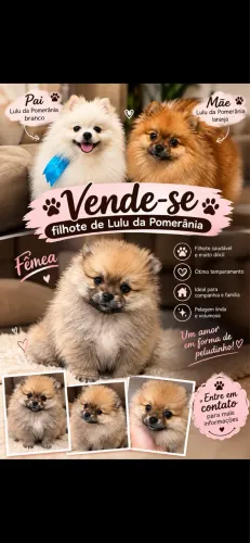 Filhote de Lulu da Pomerânia Fêmea à Venda