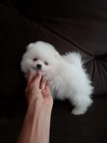 Spitz alemão/ lulu da pomerania macho anão branco