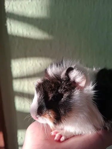Porquinho da Índia Abissinio