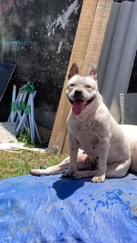 Quero doar essa cadela ?