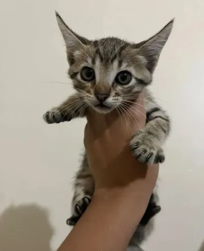 Gato doação 