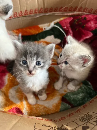Doa-se gatinhos 