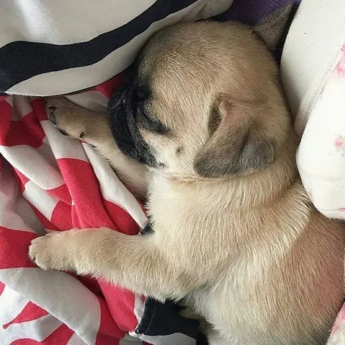 Pug O cachorro que faz amizade com todo mundo