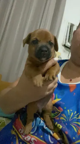 Doação cachorra fêmea