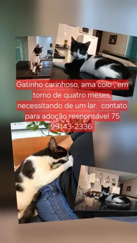 Gatinho carinhoso necessitando de um lar 