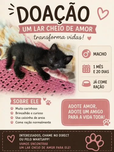 Gato macho