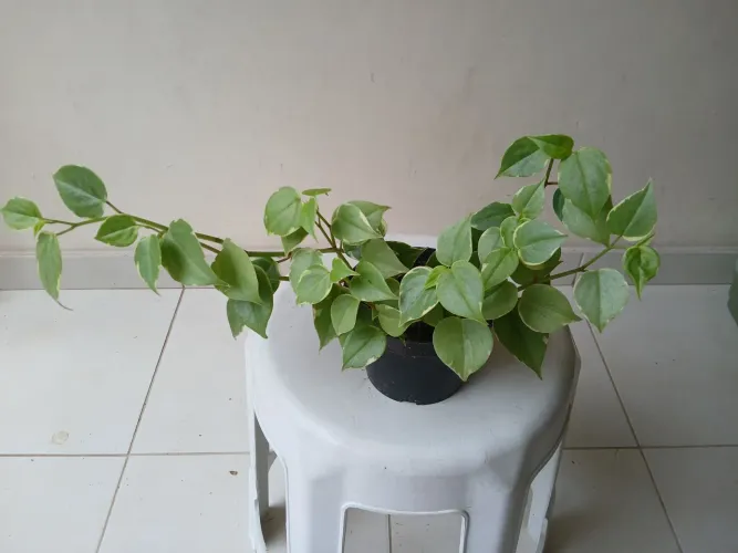 Plantas Naturais Diversas.
