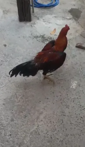 Galo índio 