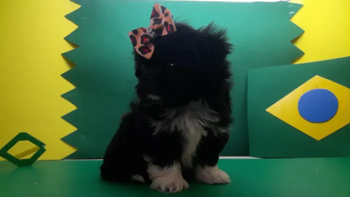 Shih tzu