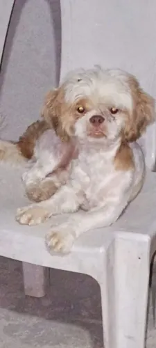 Shitzu macho