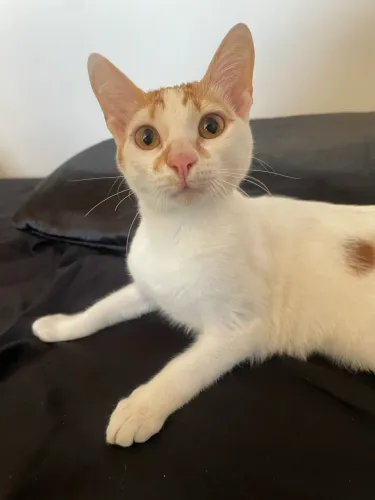 Gato macho 