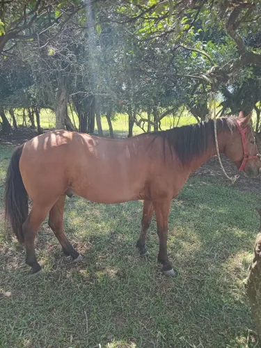 Cavalo crioulo 
