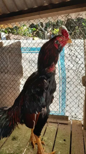 Galo