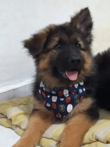 Pastor alemão com pedigree 68 dias vacinado 