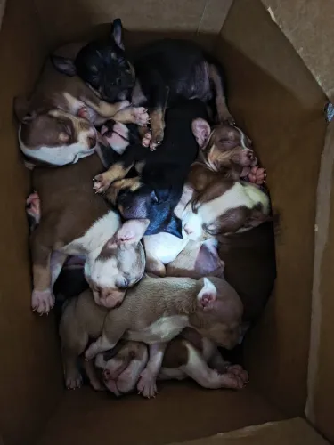 Filhotes american bully 