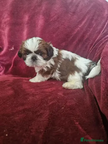 Cãozinho Shih Tzu/ Shitzu brincalhão de companhia filhotes macho e fêmea com pedigree