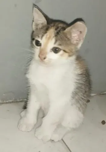 GATINHOS LINDOS PARA ADOÇÃO 