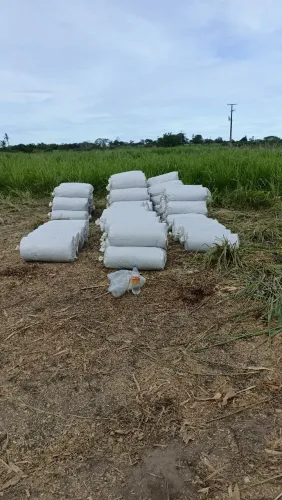 Silagem de milho 100% de alta qualidade ?