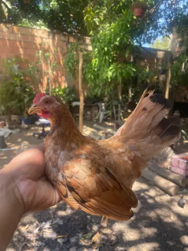 Frangas chabo Nagasaki