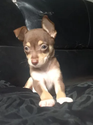 Lindos pinscher cor chocolate