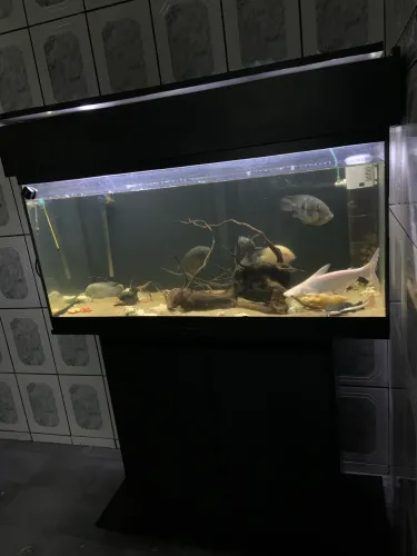 Aquário 200 litros