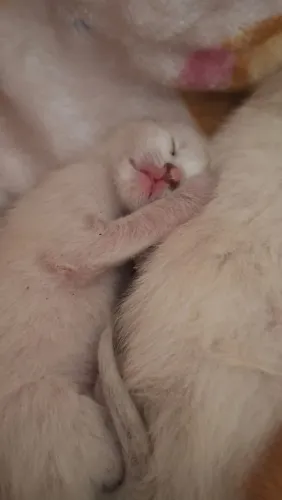 Gatinhos 