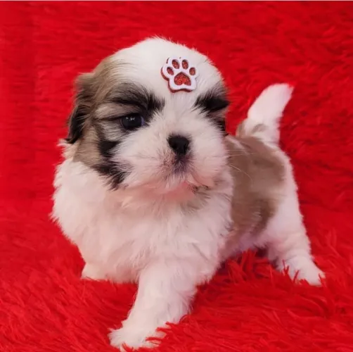 Mini shihtzu machos e fêmeas com kit filhote
