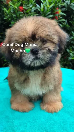 Shih tzu macho