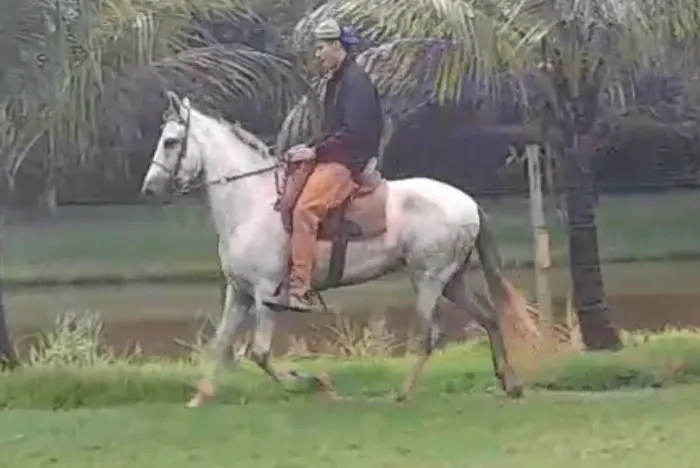 Cavalo castrado de pista