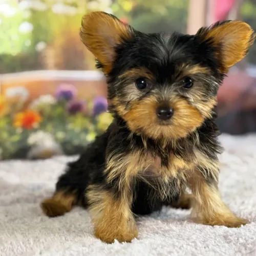 Yorkshire Terrier/ Amor à primeira vista!