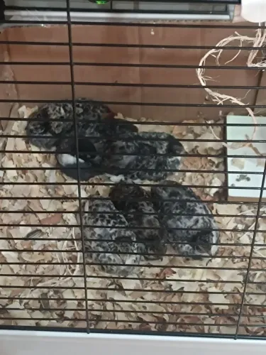 Aves para adoção, codorna chinesa , 1 mês de vida