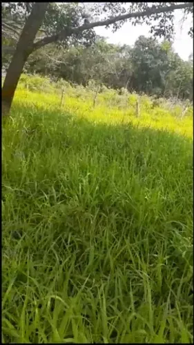 Curvelo - Fazenda 15 hectares 