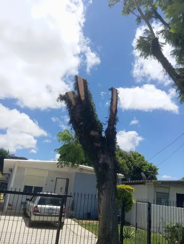 Serviço de podas e limpeza de terreno em geral 