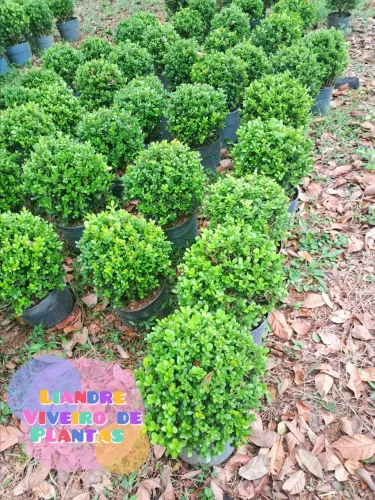 Promoção de Buxinho de Jardim Verdinhos 