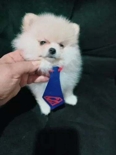 Filhote de Spitz Alemão Super-Herói
