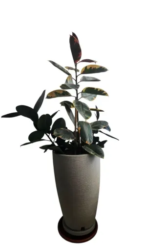 VASO GRANDE COM FICUS BURGUNDY E FICUS RUBY