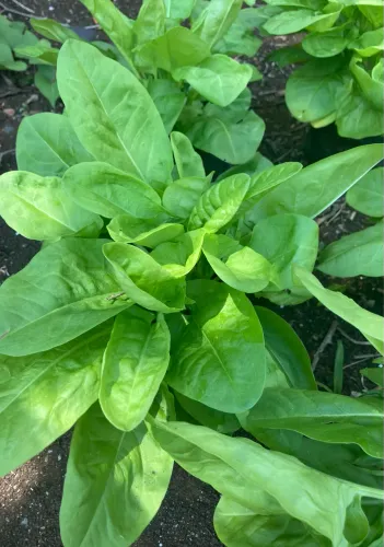 Vendo pé de azedinhas e de ora pró nobis