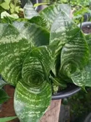 Espada de são Jorge