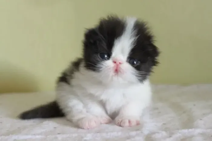 Gatinhos Persas à venda!