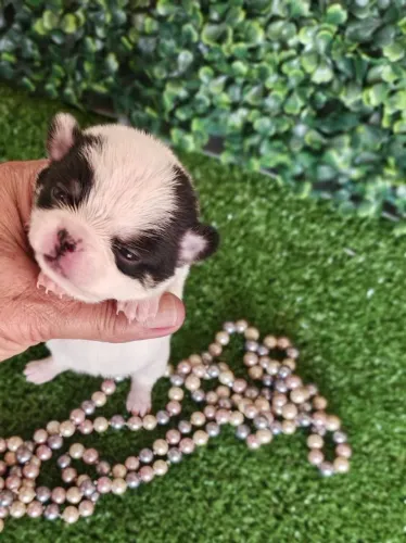 Chihuahua fêmea branco e preto para reserva 