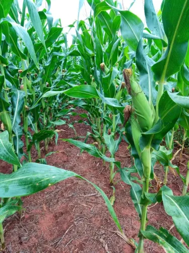 Fazenda arrendamento 1.200 hec plantando em Sete Quedas MS. Grade 13 sacas soja