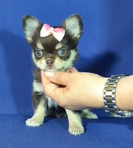 Chihuahua Fêmea Tricolor - Beleza Rara, Cabeça Perfeita e Muito Fofinha!
